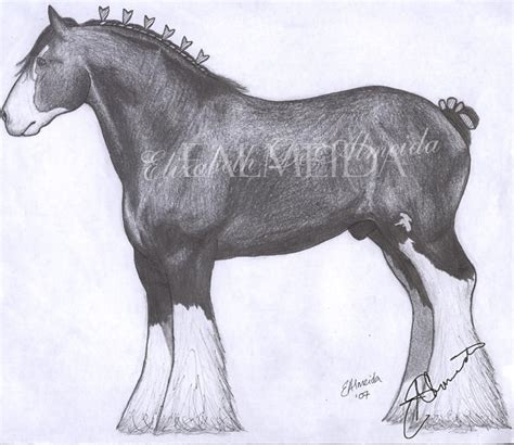 Clydesdale Drawing at GetDrawings | Free download