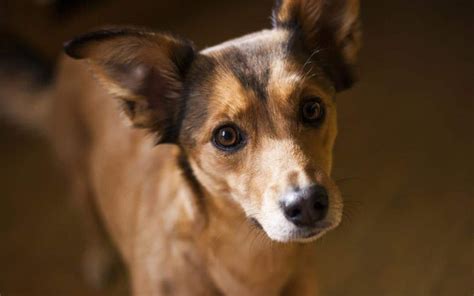 22 Short Haired Dog Breeds (With Pictures)