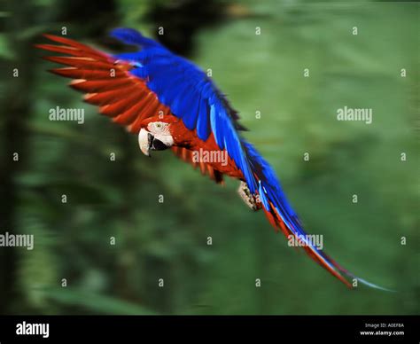 Scarlet macaw flying hi-res stock photography and images - Alamy