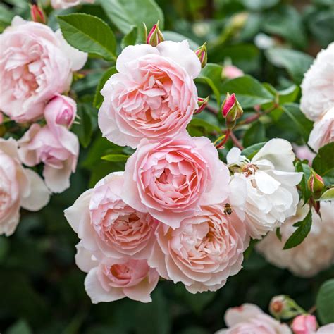 English Roses from David Austin Roses | Bare Root & Potted Plants