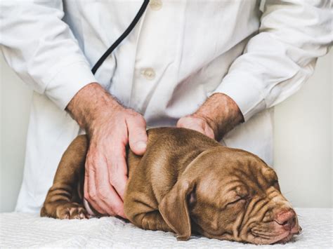Distemper (Canine Distemper) - The Animal Medical Center