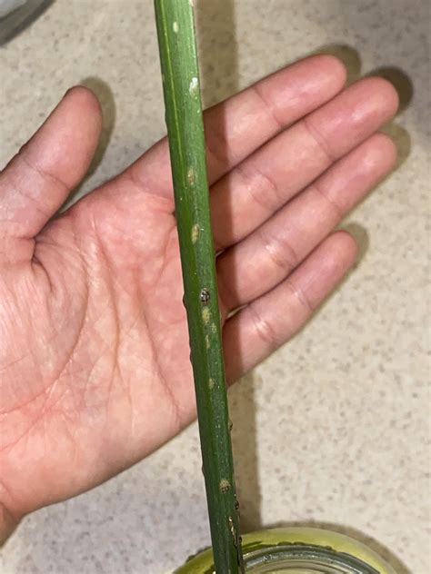 Scale bugs? : r/Monstera