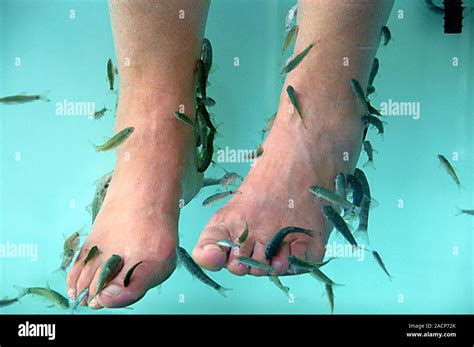 Fish pedicure. Doctor fish (Garra rufa) feeding on the dead skin on a