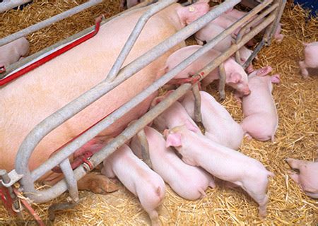 China International Animal Husbandry Expo (Shenyang) 01