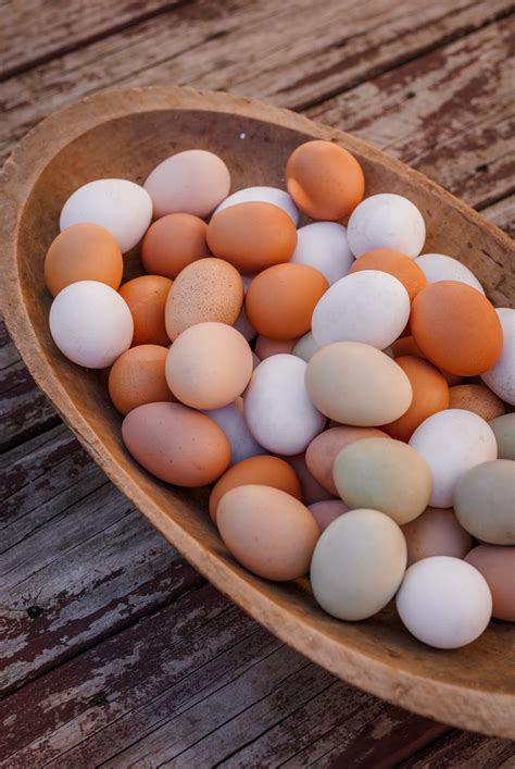 farm fresh eggs benefits   modern farm