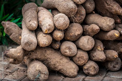 Yams are stacked for storage during a fall yam harvest festival in ...