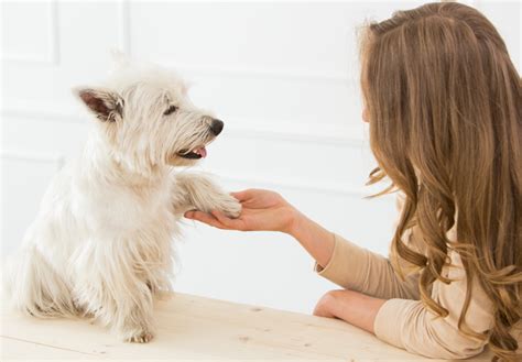 how do you talk to your dog