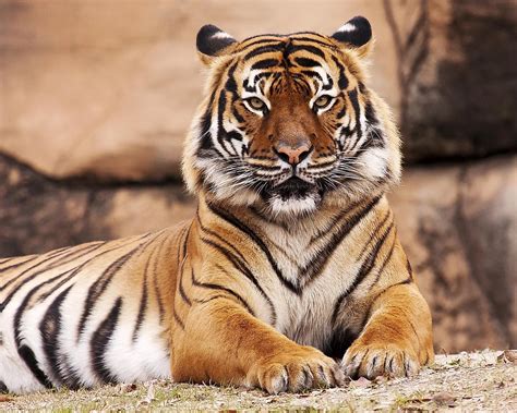 types  tigers    world