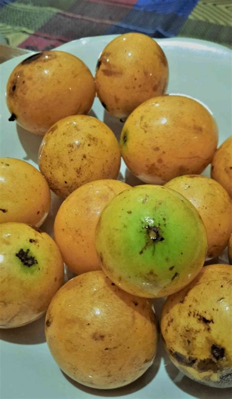 foto artikel sebutkan nama nama buah khas kalimantan kompasianacom