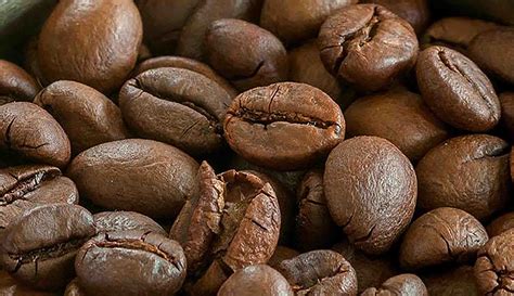 kopi toraja jenis kopi  indonesia  melegenda