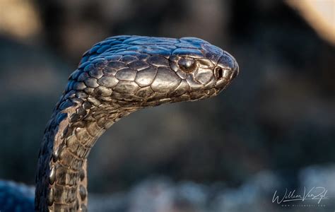 Black Spitting Cobra (Naja nigricincta woodi), dangerously venomous