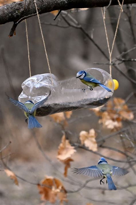 Синигери | Author Lilia Petkova - Lexi1974 | PHOTO FORUM