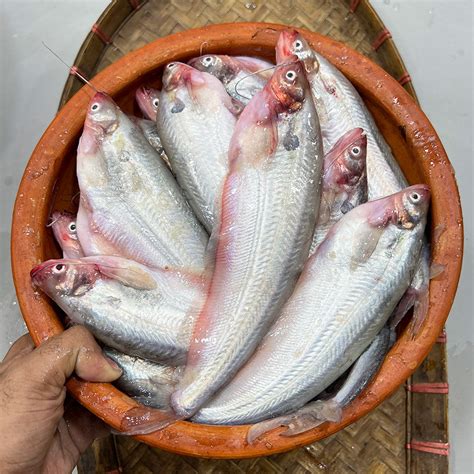 biler pabda bd saij river fish