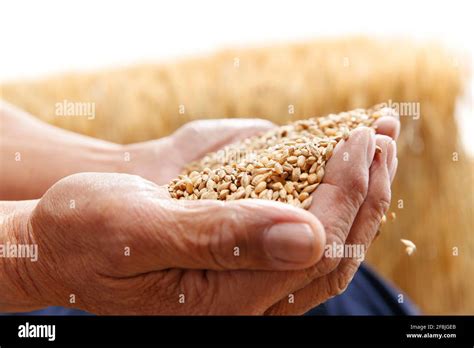 Wheat farmers holding hands Stock Photo - Alamy