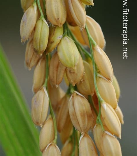 Nome Científico Do Arroz - Arroz | fitoterapia.net