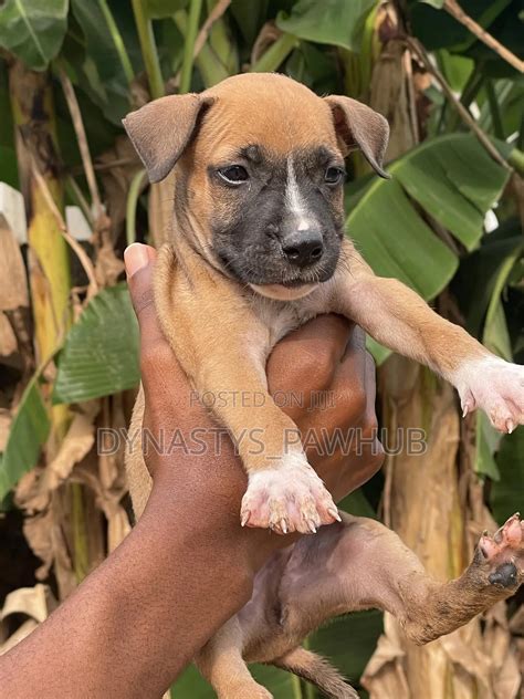 1-3 months Male Purebred American Pit Bull Terrier in Port-Harcourt