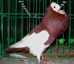 gentse kropper   pigeon site  internet  information