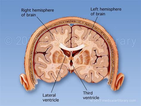 License Image Shown in this illustration are the right hemisphere of ...