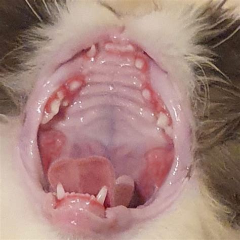 Feline Stomatitis Formula. for All Age's and All Breeds. Cuts Down the ...