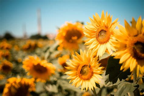 Sunflowers Field Free Stock Photo | picjumbo