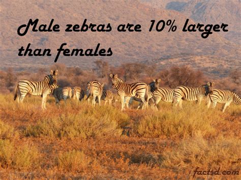 Zebra Facts - 100 Engrossing Facts About Zebras 2024 - Daily Facts Daily