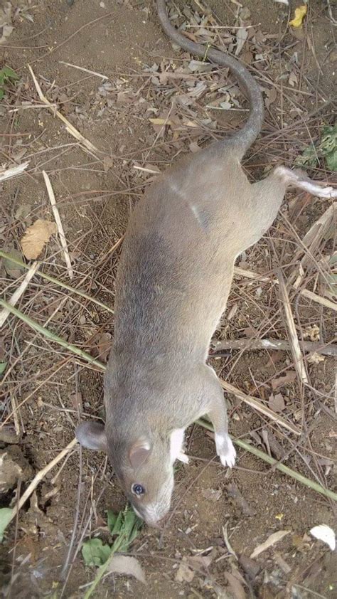 The Big Bush Rat Killed At My Backyard (Photos) - Nairaland / General ...