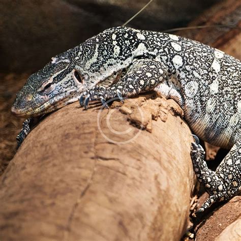 boulder ridge wild animal park tickets online 1