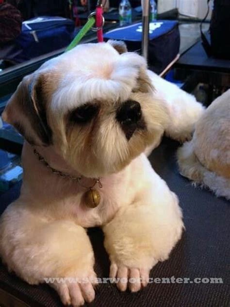 30 Dog Grooming Styles and Haircuts for Your Dog's New Look