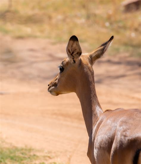 CULLINAN – AN OUTDOOR AND ADVENTURE GEM - DISCOVER TSHWANE