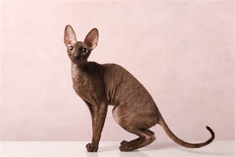 11 Long Nosed Cat Breeds (With Info & Pictures) - Catster