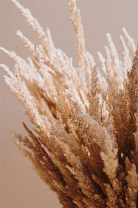 earthy boho vibes brown aesthetic background