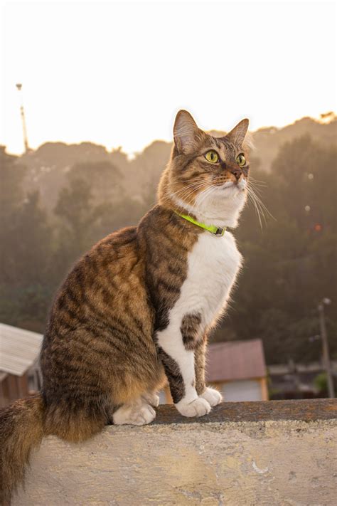 hand holding cat  stock photo