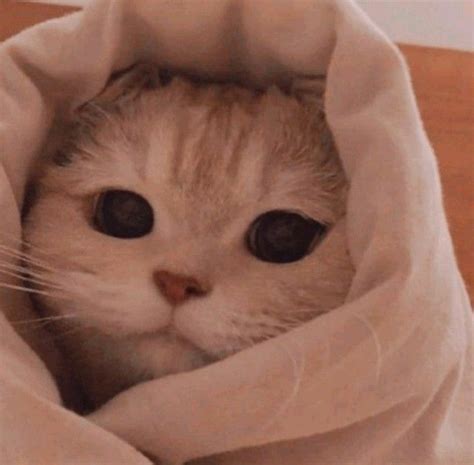 Котик на аву | Смешные кошки, Мемы про котов, Самые милые животные