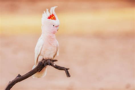 Cockatoo Wallpapers - Top Free Cockatoo Backgrounds - WallpaperAccess