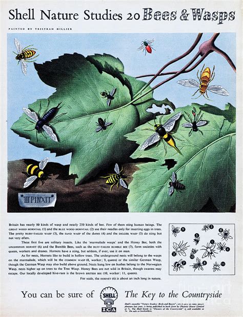 shell nature studies   picture post