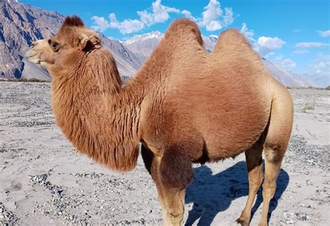 burden double humped camel   prized animal  ladakh today
