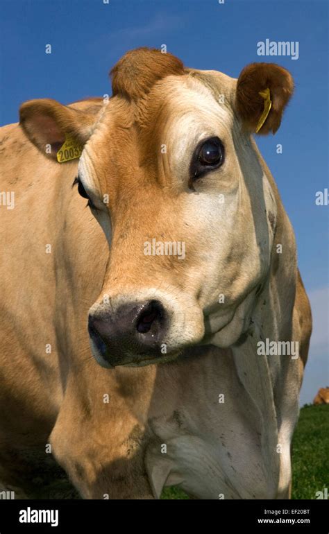 Jersey cow on a farm in Cornwall,used for the quality of its milk used ...