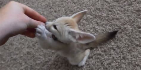 An Easily Distracted Teeny Tiny Baby Fennec Fox Attempts to Learn How to Sit Upon Command