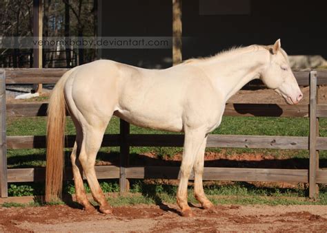 perlino stallion 10 by venomxbaby on DeviantArt
