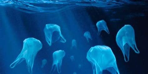 eliminare la plastica dagli oceani karmanews