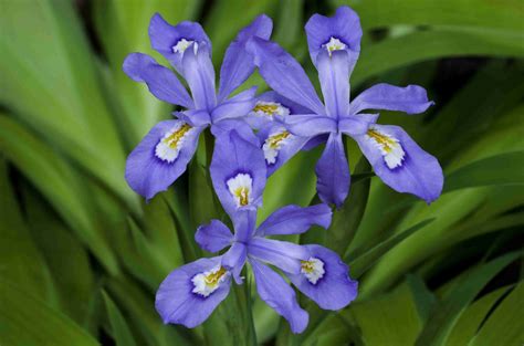 7 Irises for the Flower Garden
