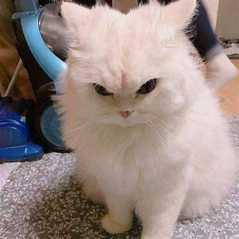 Злюся >