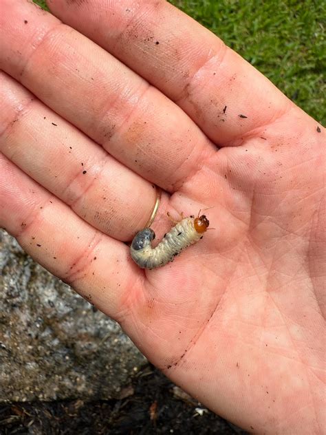 ABC Pest Control, Inc. added a... - ABC Pest Control, Inc.