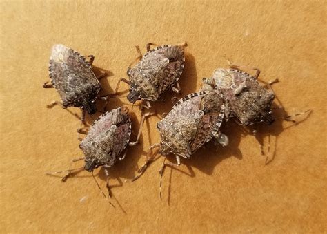how to find hidden bugs in your house