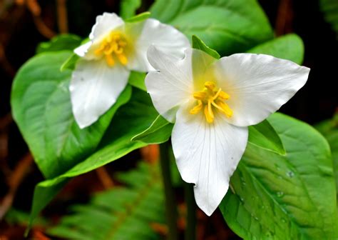 The Enchanting White Trillium grandiflorum: A Blooming Emblem of