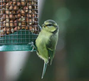 Ireland's Top 20 + Garden Birds - Irish Garden Birds