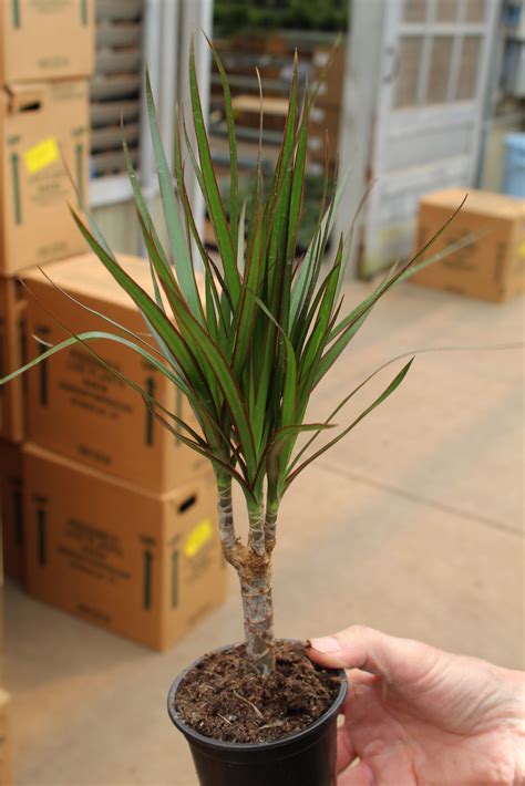 .4″ Drac Marginata Cane Series Asst – Tri State Foliage