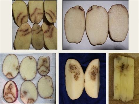 Potato Mop Top Virus (PMTV) and Powdery Scab – Symptoms and Diagnosis ...