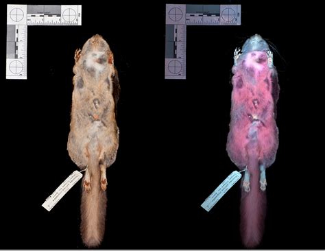 Certain species of nocturnal flying squirrel are fluorescent under