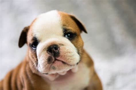 Premium Photo | Small, little english bulldog puppy, baby, newborn